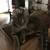 Sweet kittens in need of homes due to care of handicap family member 20 thumbnail