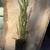 Giant Sequoia tree 1 thumbnail