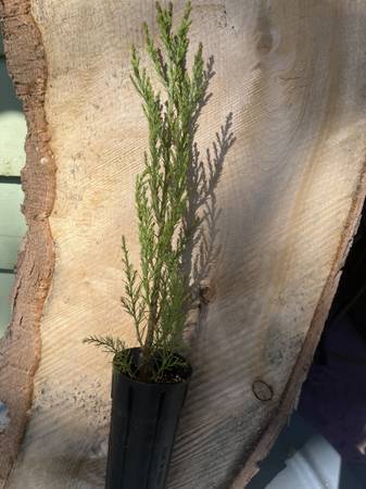 Giant Sequoia tree 1