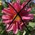 Potted Dahlias 5 thumbnail