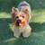 AKC adult female Yorkie 2 thumbnail