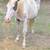 Broodmare 7 thumbnail