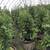 privacy arbs 5 thumbnail
