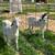 Goats - Wethers for Sale 2 thumbnail