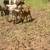 Brown billy 11 thumbnail