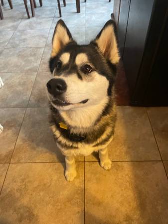 REHOMING ALASKAN MALAMUTE/HUSKY MIX (Joshua Tree)63439153085057121