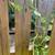 Plant sale 18 thumbnail