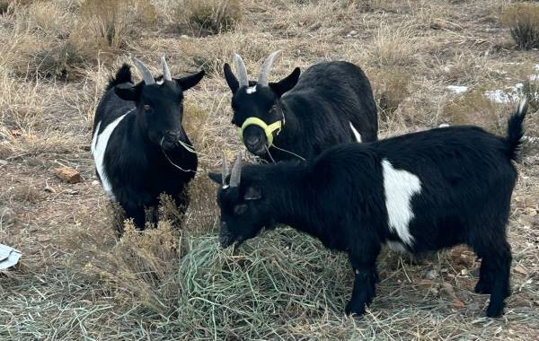 Nanny Goat Nigerian Dwarf with Two Does– $400 (All Three) 1