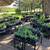 PRETTY PERENNIALS! 1 thumbnail