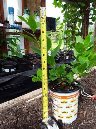 Bay Leaf Tree/Plant - 3 year old - 1