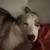One year old Australian Shepard 3 thumbnail