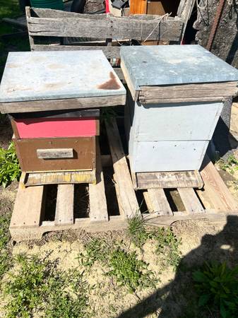 Bee hives 1