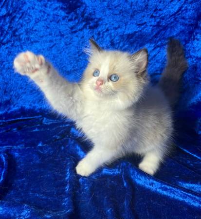 Ragdoll Kittens – Gentle, Gorgeous, and Home-Raised (Austin & DFW) (Austin)64141767985665124