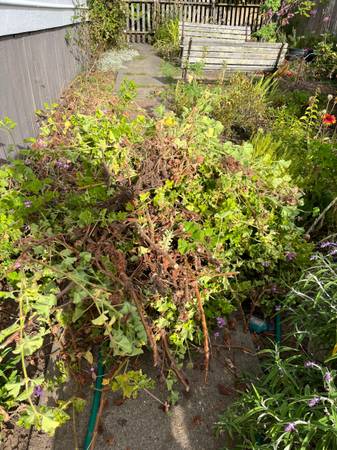 Lemon geranium clippings (for tea) 1