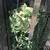 2 hanging string of bananas succulent plants 7 thumbnail