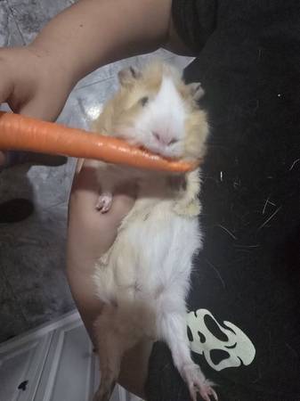 6 months baby boy guinea pig FREE 1