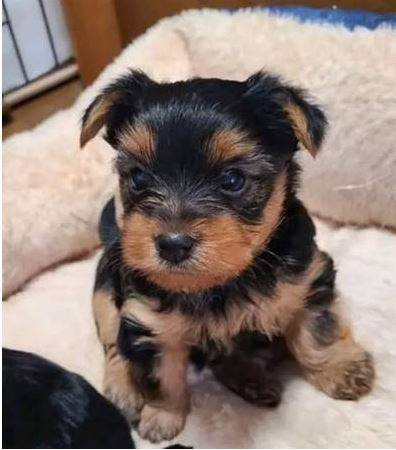 9-week-old Yorkie puppies (210 447 3seven82)63907185063171120