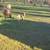 Lamb Sheep 5 thumbnail