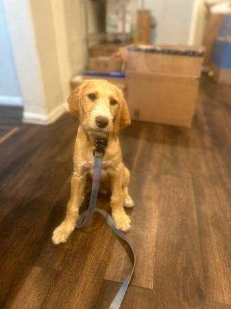 Rehoming brother and sister together (Seattle)63853558386945123
