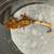 Crested Geckos 3 thumbnail