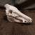 Deer skull cleaning European mount; $150 8 thumbnail