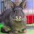Professional Dog Walking and Pet Care 5 thumbnail