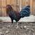 Gamefowl rooster stag 1 thumbnail