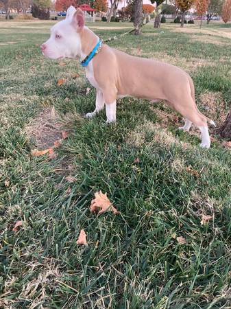 American bully pup 1