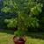 Live Grapefruit Tree 3 thumbnail