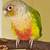 Conure 1 thumbnail