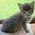 vaccinated kittens 2 thumbnail