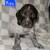 German Short-haired Pointer 14 thumbnail