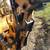 1977 CASE 475 Cable Plow—1,398 Hrs, Cummins 4BT Engine—Bid Now! 10 thumbnail