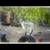 Goats and livestock guardian 1 thumbnail