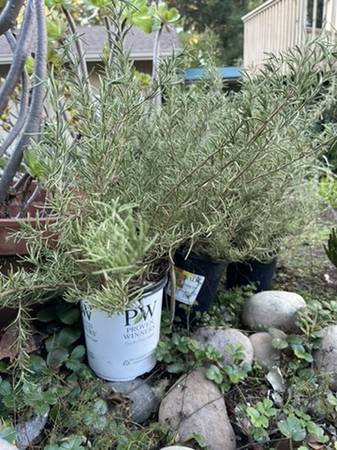 Rosemary bushes (Salvia rosmarinus) easy to transplant 1