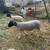 Dorper ram lambs 2 thumbnail