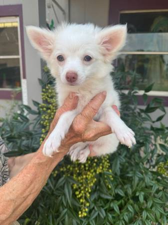 Chihuahua females63660366645889120