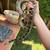 Sugar gliders , hedgehogs , snakes (boas / colubrids) 21 thumbnail