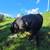 Simmental bull 3 thumbnail