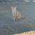 Rescue kittens 3 thumbnail