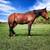 Standardbred mare well broke 1 thumbnail