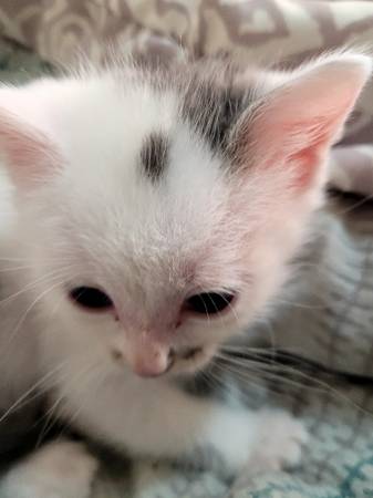 Kittens - sweet and socialized63675819443201123