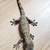 pine island chahoua gecko 8 thumbnail