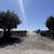 🫒 GIANT 150+ YEAR OLD SUPER GNARLY TRUNK OLIVE TREES GIANT SAVIINGS🫒 5 thumbnail