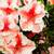 Flowering Shrubs, Ornamental Shrubs, Bushes Evergreen Shrubs 1 thumbnail