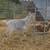 Fainter Buck $100 Speckles 2 thumbnail