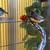 Zebra finches looking for home 3 thumbnail