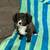 Rehoming puppy 4 thumbnail