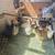 Laying hens chicken 1 thumbnail