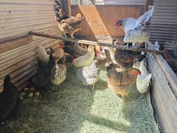 Laying hens chicken 1